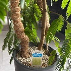 観葉植物エバーフレッシュの画像