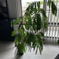 観葉植物エバーフレッシュの画像