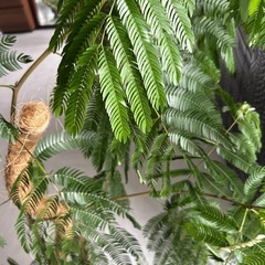 観葉植物エバーフレッシュの画像