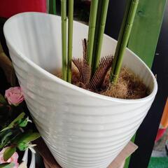 観葉植物（アレカヤシ）の画像
