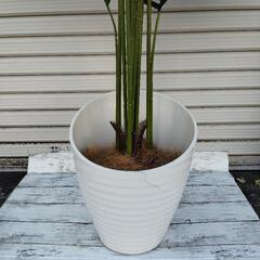観葉植物（アレカヤシ）の画像