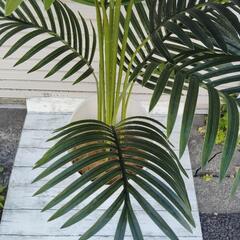 観葉植物（アレカヤシ）の画像