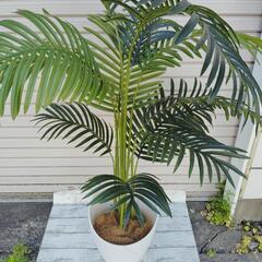 観葉植物（アレカヤシ）
