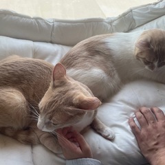 クリーム色と茶白の男の子兄弟