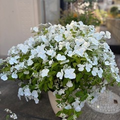 アジサイ　ブライダルシャワー　
ガーデニング　植物　
