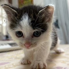1ヶ月位の子猫です。