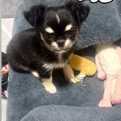 チワワ 【里親様決まりました】