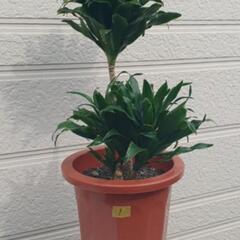 観葉植物　ドラセナ　コンパクタ　①の画像