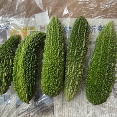 ゴーヤー5本