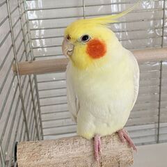 オカメインコの里親募集