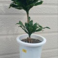 観葉植物　ドラセナ　コンパクタ③の画像