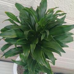 観葉植物　ドラセナ　コンパクタ③の画像
