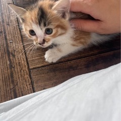 生後1ヶ月ちょいの可愛い子猫5匹