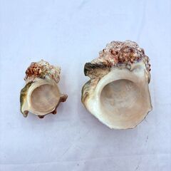 【❗️✨装飾やコレクションに✨❗️】天然ホラガイ2個セット🌟大型・中型 巻貝 貝殻 インテリア素材にの画像