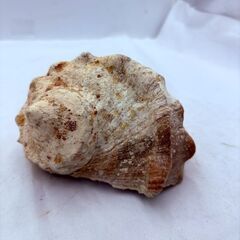 【❗️✨装飾やコレクションに✨❗️】天然ホラガイ2個セット🌟大型・中型 巻貝 貝殻 インテリア素材にの画像