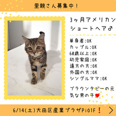 里親募集中！3ヶ月アメリカンショートヘア♂(⋈◍＞◡＜◍)。✧♡ 
