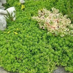 グランドカバー　セダム　おまけ有