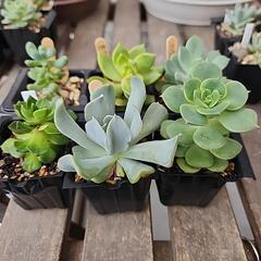 多肉植物　６種類　300