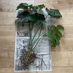 観葉植物　モンステラ
