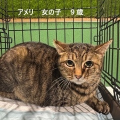 【高齢の方も可】キジトラ　アメリちゃん11歳