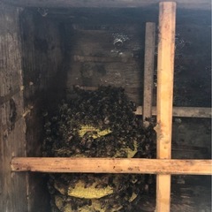 西洋蜜蜂