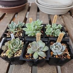 多肉植物６種類セット３００
