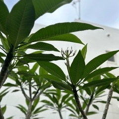 お買い🉐プルメリア🌼切り枝・大の画像