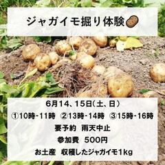 ジャガイモ収穫体験のご案内