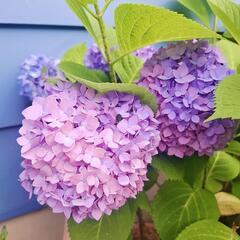 紫陽花❁1本50円