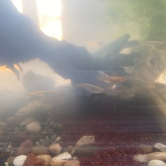 メダカをいただけませんか。