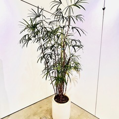 観葉植物　カンノンチク　高さ210cm　奥行75cm　鉢直径34cm