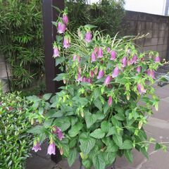花　⑦　ホタルブクロ　（8号鉢付）