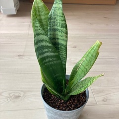 サンセベリアの画像