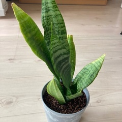 サンセベリアの画像