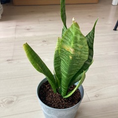 サンセベリアの画像