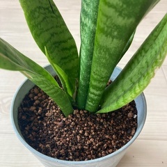 サンセベリアの画像