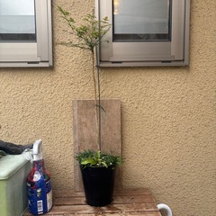 南天　万両　玉竜　寄せ植え
