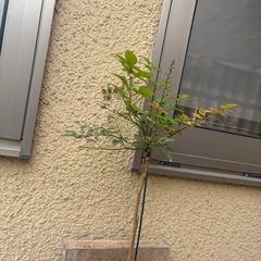 南天　万両　玉竜　寄せ植えの画像