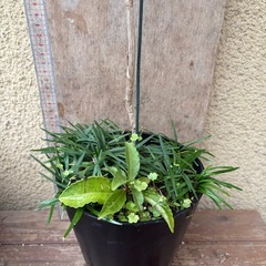 南天　万両　玉竜　寄せ植えの画像