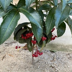 南天　万両　玉竜　寄せ植えの画像