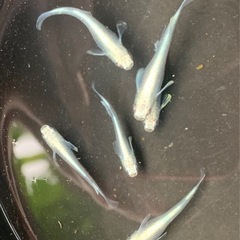 サンセット極龍 6匹の画像