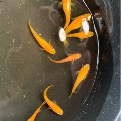 紅帝メダカ（楊貴妃） 8匹の画像