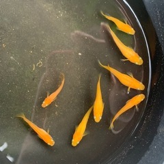 紅帝メダカ（楊貴妃） 8匹の画像