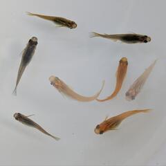 メダカ一匹50円　ミナミヌマエビ　針子　卵