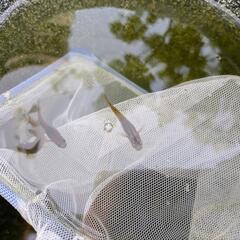 メダカ一匹50円　ミナミヌマエビ　針子　卵の画像
