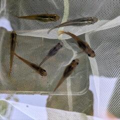 メダカ一匹50円　ミナミヌマエビ　針子　卵の画像