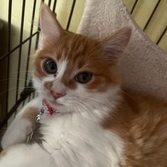 2月産まれの子猫