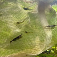ヌマエビ2種　選択自由　餌付き