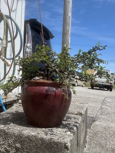 盆栽　テンバイ