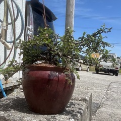盆栽　テンバイ